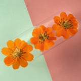 Popxstar 2-6CM/24PC Real Natural Dried Pressed Cosmos Sulphureus Flowers Heads In Yellow,Orange,Dry Press Sunflowers For Resin Jewellery