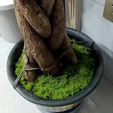 Popxstar Artificial Green Plants Polyester Moss Grass Home Living Room Garden Decoration Mini Landscape Fake Flower DIY Crafts 20g