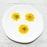 Popxstar 2-6CM/24PC Real Natural Dried Pressed Cosmos Sulphureus Flowers Heads In Yellow,Orange,Dry Press Sunflowers For Resin Jewellery