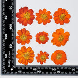 Popxstar 2-6CM/24PC Real Natural Dried Pressed Cosmos Sulphureus Flowers Heads In Yellow,Orange,Dry Press Sunflowers For Resin Jewellery