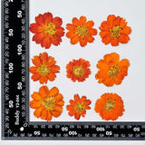 Popxstar 2-6CM/24PC Real Natural Dried Pressed Cosmos Sulphureus Flowers Heads In Yellow,Orange,Dry Press Sunflowers For Resin Jewellery