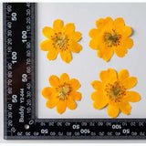 Popxstar 2-6CM/24PC Real Natural Dried Pressed Cosmos Sulphureus Flowers Heads In Yellow,Orange,Dry Press Sunflowers For Resin Jewellery