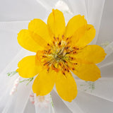 Popxstar 2-6CM/24PC Real Natural Dried Pressed Cosmos Sulphureus Flowers Heads In Yellow,Orange,Dry Press Sunflowers For Resin Jewellery