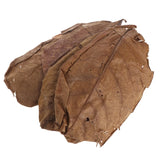 Popxstar 50pcs Natural Catappa Leaves Almond Leaf Fish Cleaning  Aquarium