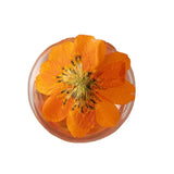 Popxstar 2-6CM/24PC Real Natural Dried Pressed Cosmos Sulphureus Flowers Heads In Yellow,Orange,Dry Press Sunflowers For Resin Jewellery