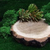Popxstar 20G Natural Moss Artificial Plant Eternal Moss Home Garden Decoration DIY Flower Material Micro Landscape Accessories