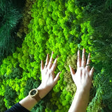 Popxstar 40g Simulation Artificial Moss Green Eternal Life Moss Grass Fake Plant For Home Wall Decor Garden Micro Landscape Material Gift