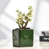 Jelly color Ice cracked glaze ceramic small flowerpot flower pot plant pot planter square home office desktop artwork ornament