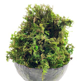 Popxstar Artificial Moss Green for Potted Plant Orchid Potting Mix Peat Moss Pole Craft