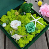 Popxstar 20G Natural Moss Artificial Plant Eternal Moss Home Garden Decoration DIY Flower Material Micro Landscape Accessories