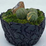 Popxstar Artificial Moss Green for Potted Plant Orchid Potting Mix Peat Moss Pole Craft