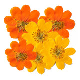 Popxstar 2-6CM/24PC Real Natural Dried Pressed Cosmos Sulphureus Flowers Heads In Yellow,Orange,Dry Press Sunflowers For Resin Jewellery