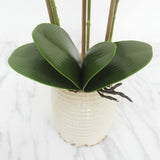 Popxstar Artificial Plants Simulation Green Moth Orchid Leaves PU Phalaenopsis Decorative Flowers Micro Landscape Home Wedding Decoration