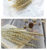 Popxstar New Year Valentine's Day Natural Barley Wheat Ears Lampranthus Rabbit Tail Grass Photography Accessories Photo Studio Props Background Backdrop Ornament