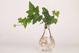 Popxstar Home Decor Wedding Decoration Light Bulb Transparent Glass Vase Fashion Hydroponic Flower Vase Home Hecor Gifts